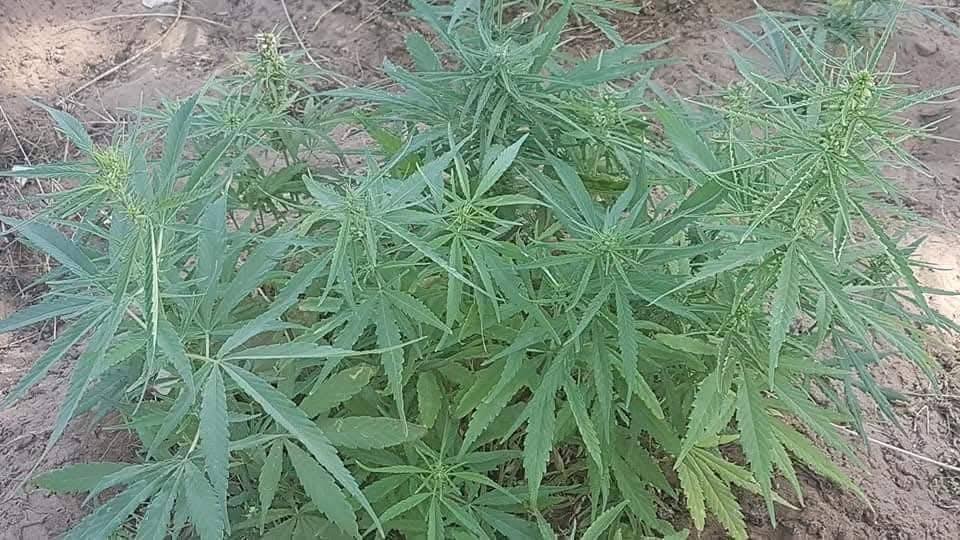 POLICY ADVISORY NOTE: THE GREEN GOLD